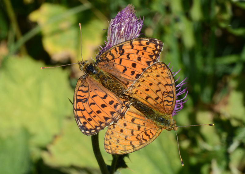 Argynnis aglaja in amore